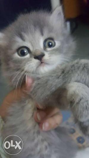 Persian kittens grey colour pair.very cute
