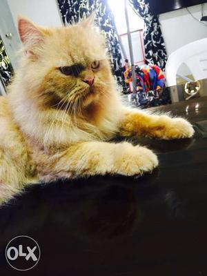 Persian punch male cat orange colour