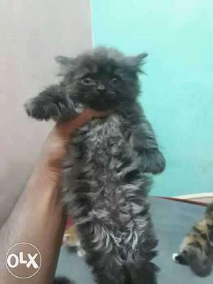 Pitch black Persian male kitten with long fur and