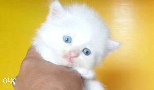 Pure Long Fur Persian cat kitten lovely colors sale or