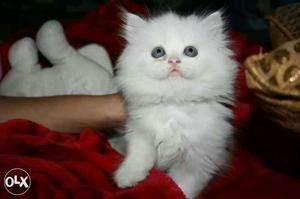 Pure Persian kitten only Persian breed available