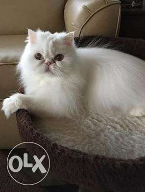 Pure long fur quilty blue eyes persian kitten sale for in