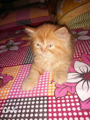 Pure persian cat kitten