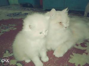 Sell my parisan cats full family 5 cats Mal female