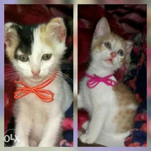 Semipersian cats for sale 1.5 months old toilet