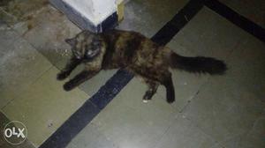 Short Fur Brown And Black Cat Its urgent