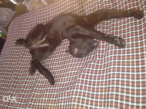 Short-fur Black Tabby Kitten