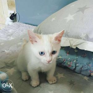 Short-fur White Kitten