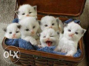 Six White Kittens pille hai