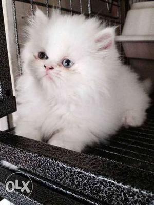 Snow white Persian Kitten very healthy and