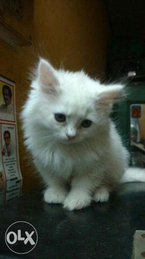 So beautiful so nice Persian Kitten and cat for sale.in