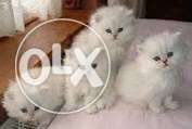So beautiful so nice Persian Kitten and cat for sale.in