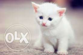 So cute persian kitten for sale in bathinda