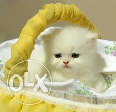 So cute persian kitten for sale in kanpur