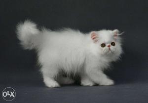 So cute persian kitten for sale in noida