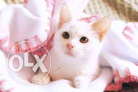 So cute persian kitten for sale in sikohabad in india