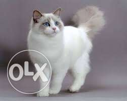 So nice very active persian kitten for sale in ambala