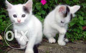 So nice very active persian kitten for sale in karnal