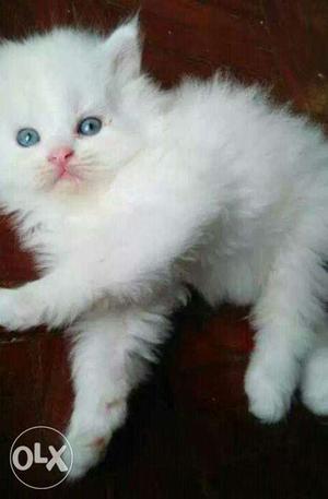 Sweet healthy beautiful pure Persian kitten