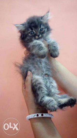 Sweet healthy long fur quilty Persian kitten