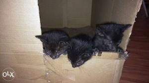 Three Black Kittens