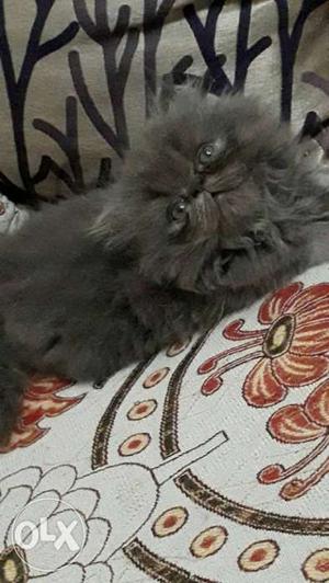 Top breed persian kittens