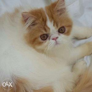 Tranide kitten pure persian breed cash on delivery sell all