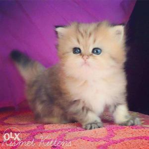 Tranide kitten pure persian breed cash on delivery sell for