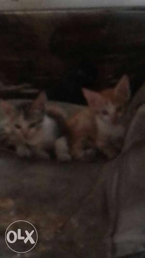 Two Gray And Orange Tabby Kittens