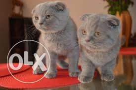 Two Gray Scottish Fold Cats