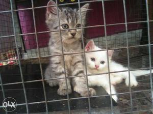 Two Silver And White Tabby Kittens