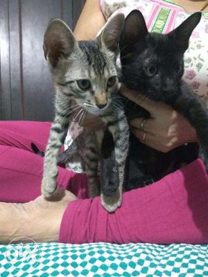 Two kittens available