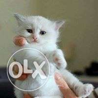 Very active persian kitten for sale in bhopal