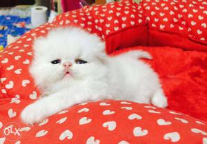 Very active persian kitten for sale in nagpur