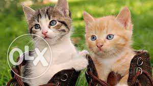 Very active persian kitten for sale in shimla