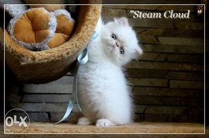 Very active persian kitten for sale in surat