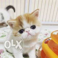Very beautiful so cute persion kitten for sale in kolkata