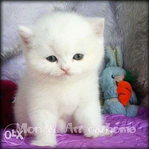 Very beautiful so cute persion kitten for sale in nasik