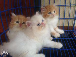 Very beautiful so cute persion kitten for sale in rajkot