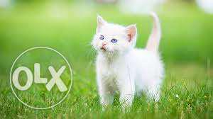 Very beautiful so cute persion kitten for sale in srinagar