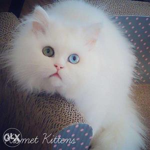 Very beautiful so cute persion kitten for sale in varanasi