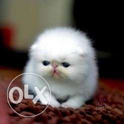 Very nice beautiful persion kitten for sale in ahmadabad
