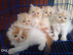 Very nice beautiful persion kitten for sale in kanpur
