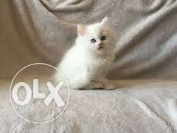 Very sweet so lovely persion kitten for sale in patiala
