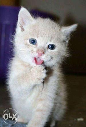 Very sweet so lovely persion kitten for sale in raipur