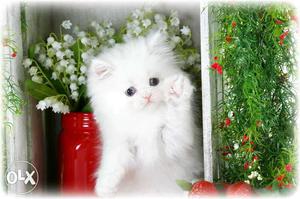 Very sweets Persian cat and kitten for sale.in varanshi