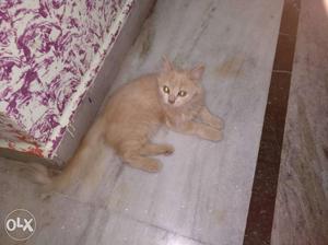 Want to sell my orange Persian Cat 3 months old
