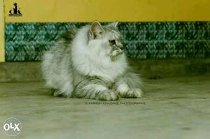 White And Gray Persian Cat