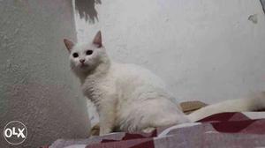 White Cat In Aurangabad