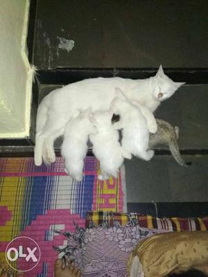 White Cat With Clowder Of Kitten